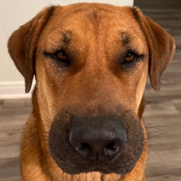 AllyTheseMods-AllyTheseSongs icon