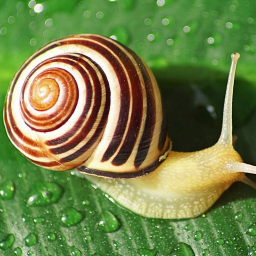 Awesome_jpg-The_snail_is_on_its_way icon