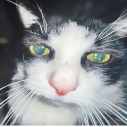 Cammo-MouseMoveMod icon