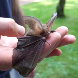 Cozy_Club-Lorethal_Company icon