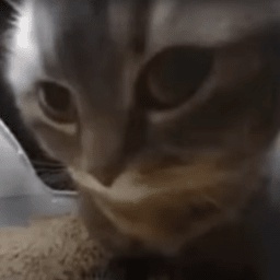 CupofCoffie-Chipi_Chipi_Dropship_Fixed icon