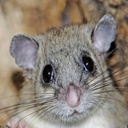 DarpsMods-Fixes_Fun icon