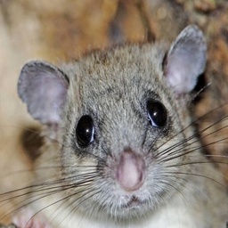 DarpsMods-Fixes_Fun icon