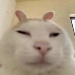 Die_Dummen-Hund icon