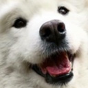 DrFellow-DrFellow icon