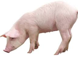 EkoBoys-RAWR_HUB icon