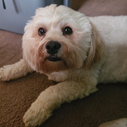 ElLoverBoi-SpookyUlyModpack icon