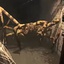 Fandovec03-Natural_selection-0.4.7 icon