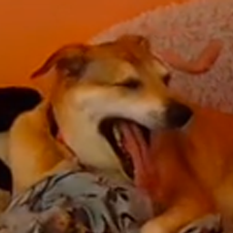 GABAGIRLIES-Gabagirlies_Mod_Pack icon