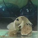 GarStudios-Jco9000s_Crawfish icon