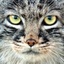 Generic_GMD-Manul_sheet-1.0.0 icon