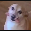 GiggleGlade-YapCentral icon