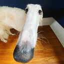 GoonieSquad-Borzoi icon