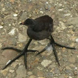 Homiesexuals-Homiesexuals icon