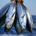 JacobG5-MontyCore icon