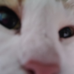 LolCrew-Autistalandia icon