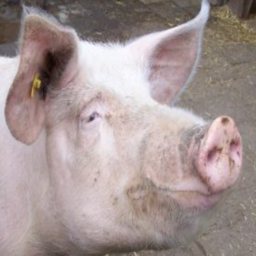 MH-Saerimner_ModPack icon