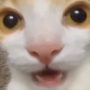 MegaMelodic-Silly_Company icon