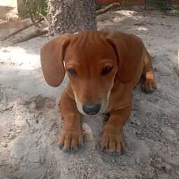 MixtapeBand-ParaguayMix icon