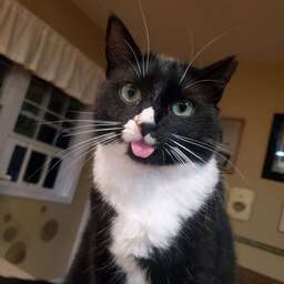 MunchiesMinions-MunchieModPack icon