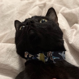 OnlyCats-OnlyCats icon