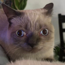 Onlynyans-pistonsitoTV icon