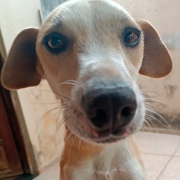 Oscaba-Modpack_dos_caba icon