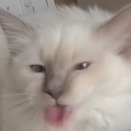 PapayaMods-LethalLuna icon