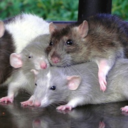 Rattenbonkers-Rat_Pack icon