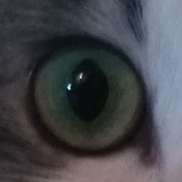 RoadToast-RoadToasts_Necessary_Modpack icon