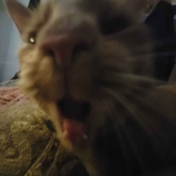 SlimeClub-SlimeClub_Item_Names icon