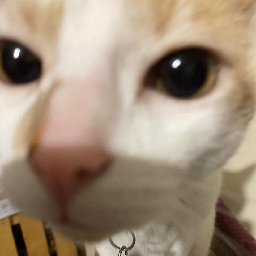 TeamPapitasConSal-Modpack_chido_ahora_si icon