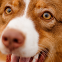 TheHouse-SnidesLCModPack icon