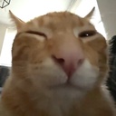 Tomatobird-BuhCompany icon