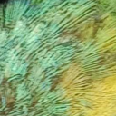 TridentsCodes-LoudParrots icon