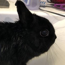 bunnycraft-Bunnycraft_Suits icon