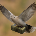 communityFood-Lightweight icon