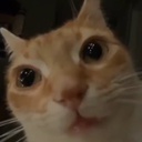 crachura-Mal0_models icon