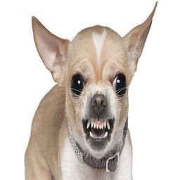 dalgooo-dalsauce icon