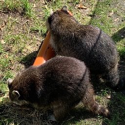 damecube-damecube icon