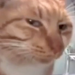 doomed-DoomedCompany icon