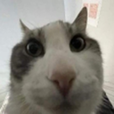 fatnuts-PEAKUSSY icon