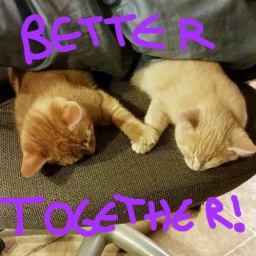 kittygaming-Purrfect_Peak_Couch_Coop_Splitscreen icon