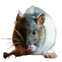 lrbg-tv_pack_lrbg icon