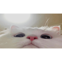 mattipoo-REPOussy icon