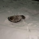 meowmrre-PeterOnlyPack icon