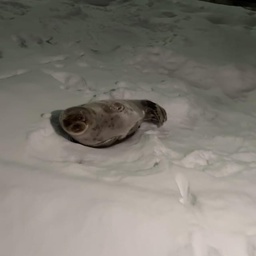 meowmrre-PeterOnlyPack icon