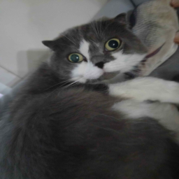 privBlox-Meowmeow_thisu_tlqkf_nuke_ga_joajoa_suits icon