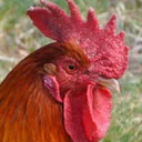 r00t-Bolivogdan icon