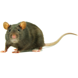 riggedchips-BossmanJack_Mod icon